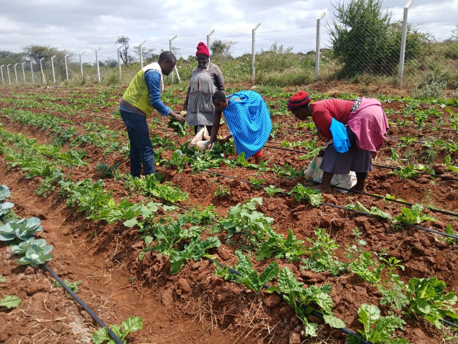 Farmers tending a vegetable crop in Kenya